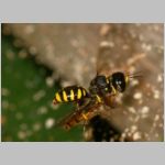 Ectemnius cavifrons oder ruficornis - Grabwespe w03e 12mm beim Nesteintrag - Hainschwebfliege.jpg